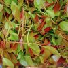 Khat for sale