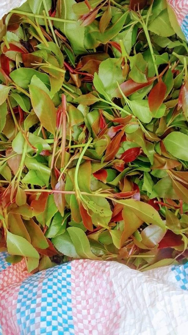 Khat for sale