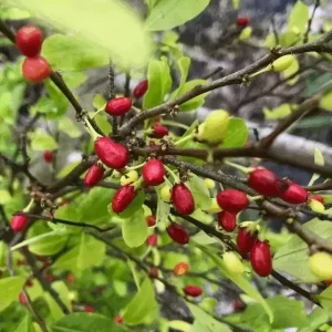 coca seeds for sale