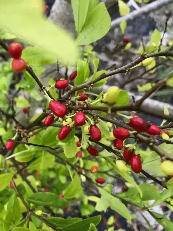 coca seeds for sale